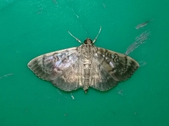Pantographa