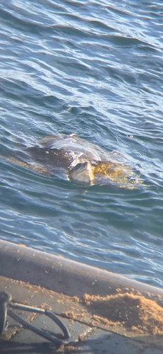 Lepidochelys olivacea observed 2026-10-13
