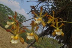 Encyclia papillosa