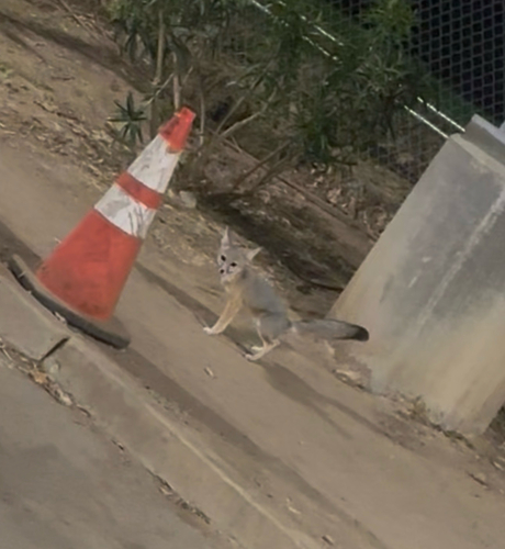 San Joaquin Kit Fox observed by griffin2473