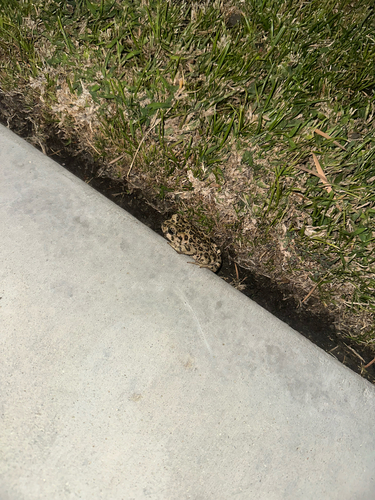 Western Toad