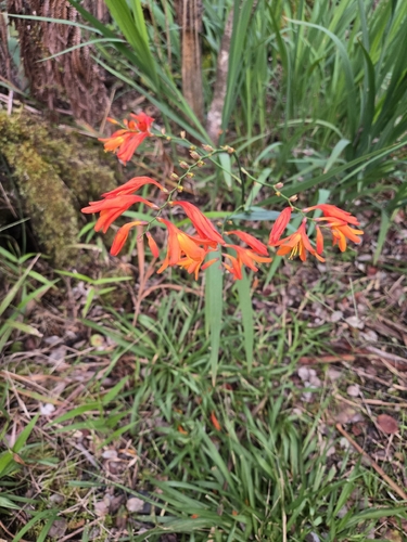 Crocosmia crocosmiiflora observed 2026-10-13