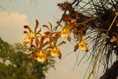 Encyclia papillosa