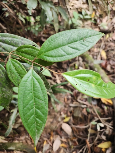 Rhodomyrtus pervagata observed 2026-10-14