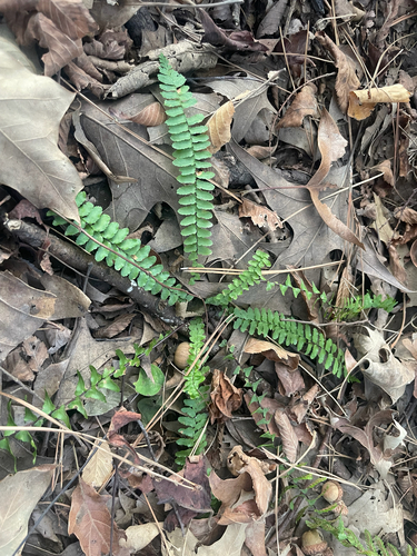 ebony spleenwort