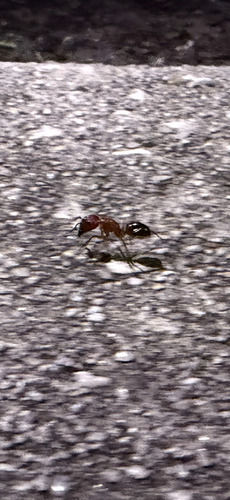 Florida Carpenter Ant
