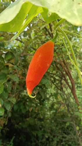 Trichosanthes cucumerina observed 2026-10-14