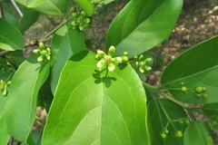 Semialarium mexicanum