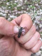 Anthophylax attenuatus