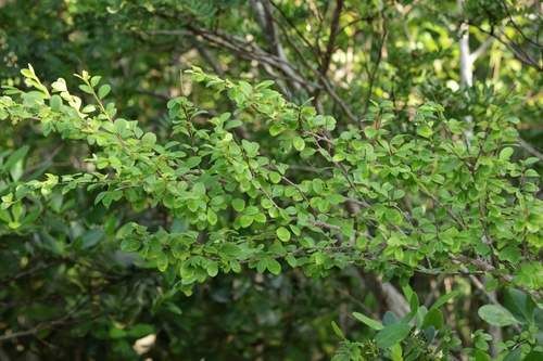 Erythroxylum observed 2026-10-12