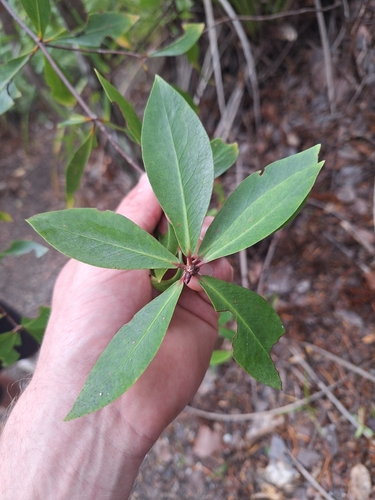 Pittosporum cornifolium observed 2026-10-11