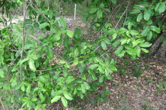 Semialarium mexicanum