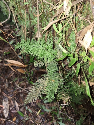 Abrodictyum strictum observed 2026-10-06