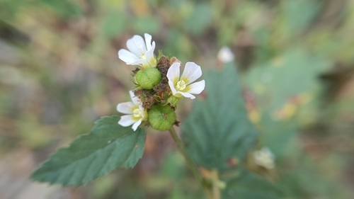 Melochia corchorifolia observed 2026-10-14