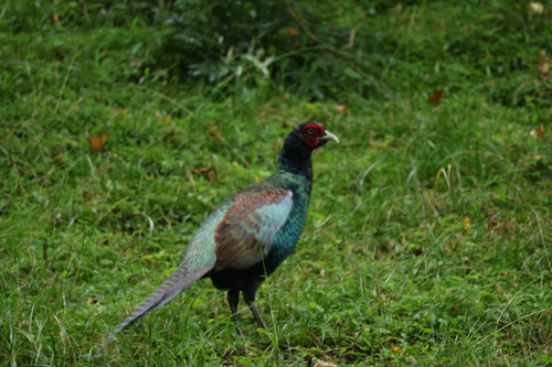 Phasianus versicolor observed 2026-10-14