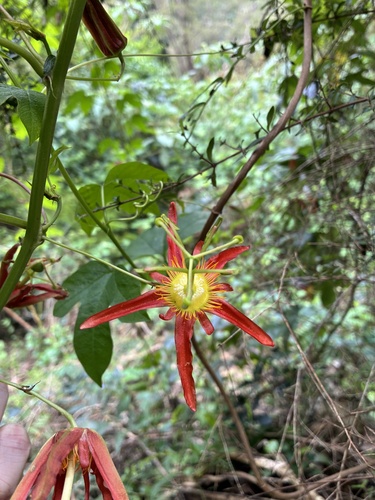 Passiflora cinnabarina observed 2026-10-14