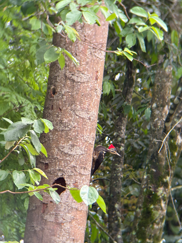Lineated Woodpecker