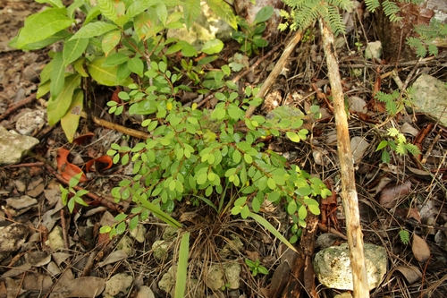 Erythroxylum observed 2026-10-12