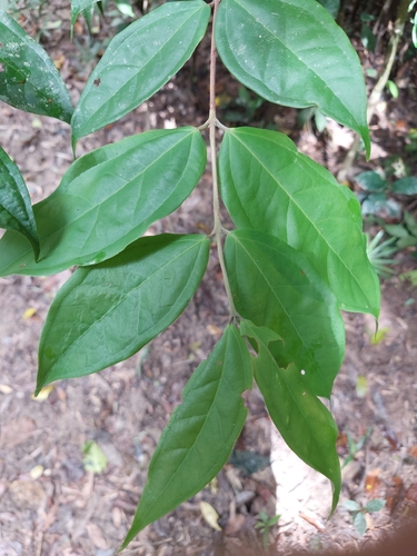 Rhodamnia sessiliflora observed 2026-10-14