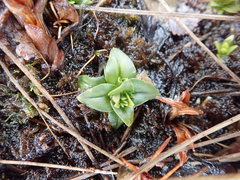 Gentiana douglasiana