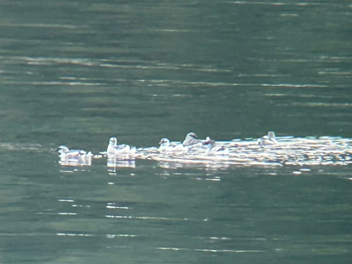 Cepphus columba, 2026-10-13