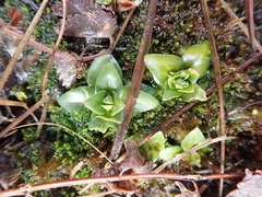 Gentiana douglasiana