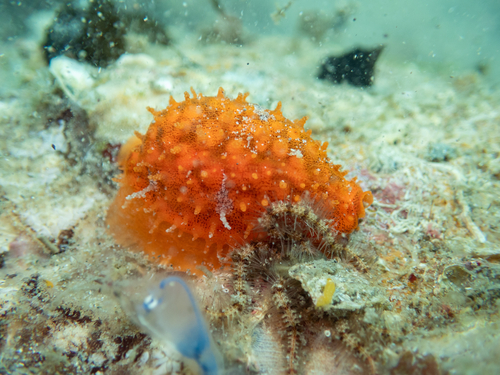 Cypraea cribraria observed 2026-10-14