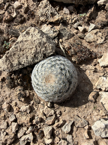 Mammillaria lasiacantha lasiacantha