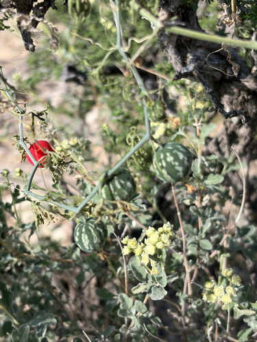 Slimlobe Globeberry