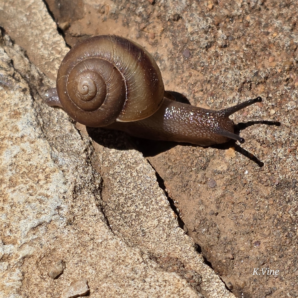 Pleuroxia