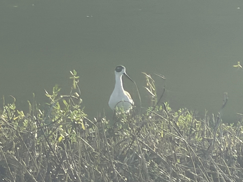 Himantopus mexicanus observed 2026-10-13