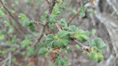 Ribes indecorum, 2026-10-12
