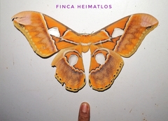 Rothschildia hesperus