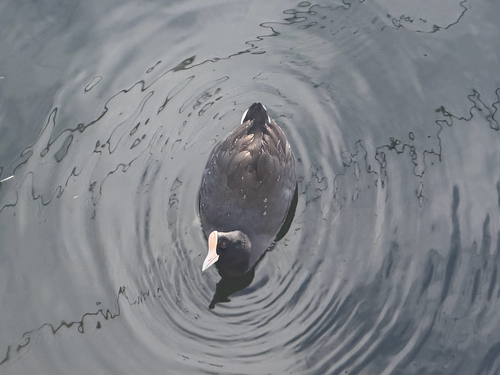 Fulica observed 2026-10-13