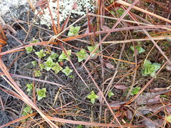 Gentiana douglasiana