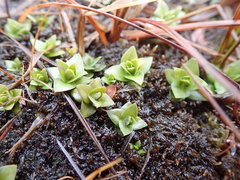 Gentiana douglasiana