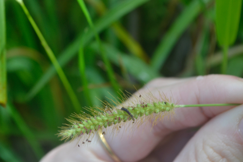 Setaria parviflora observed 2026-08-30