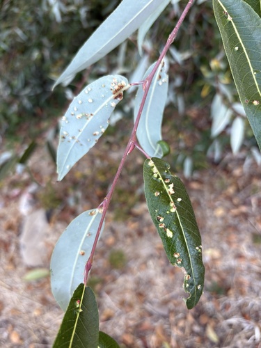 Willow Bead Gall Mite seen in Sonoma Valley