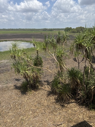 Pandanus spiralis observed 2026-10-14