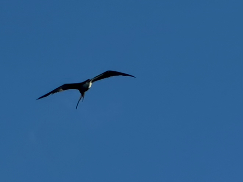 Aves observed 2026-10-13