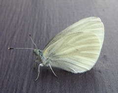 Pieris virginiensis