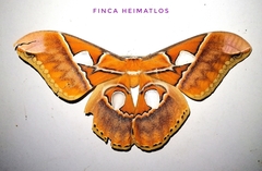 Rothschildia hesperus