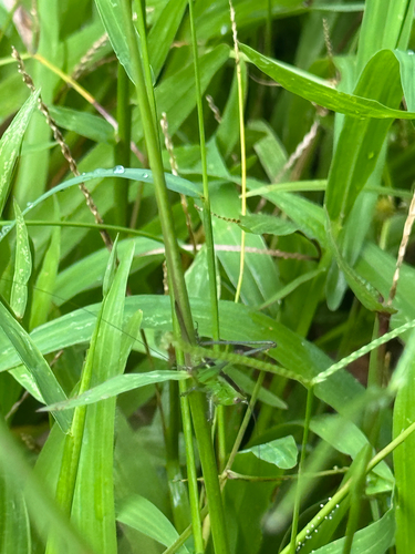 Conocephalus saltator, 2026-10-13