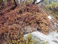 Kalmia procumbens