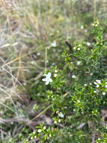 Westringia rigida, 2026-10-12