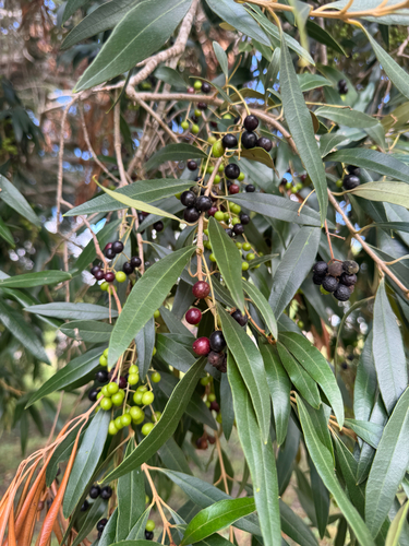 Olea europaea observed 2026-10-10