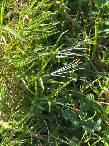 Cenchrus clandestinus observed 2026-09-29
