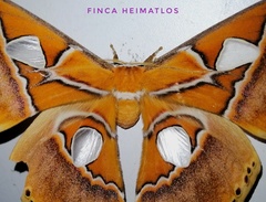 Rothschildia hesperus