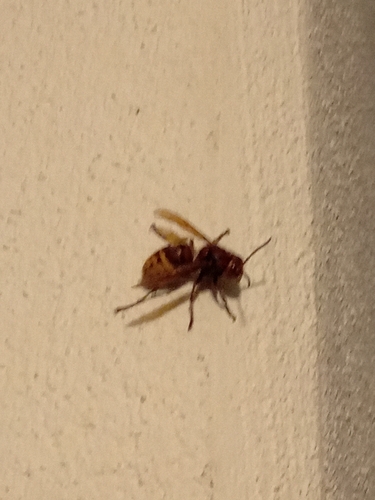 European Hornet