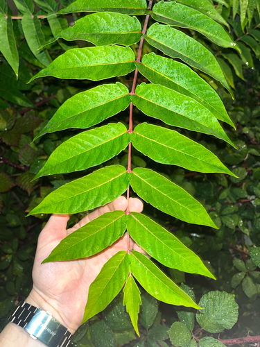 tree-of-heaven